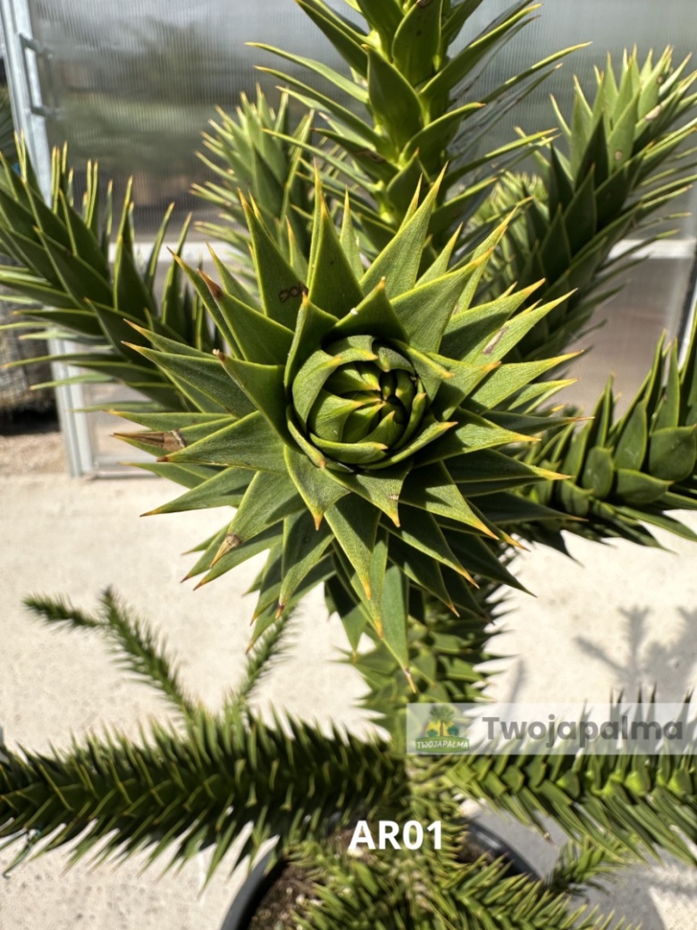 Araukaria Chilijska Araucaria Araucana Ma pie Drzewo Wys araukaria-chilijska-araucaria-araucana-ma-pie-drzewo-wys